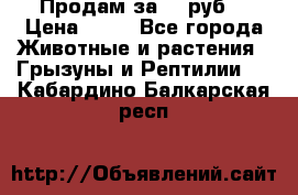 Продам за 50 руб. › Цена ­ 50 - Все города Животные и растения » Грызуны и Рептилии   . Кабардино-Балкарская респ.